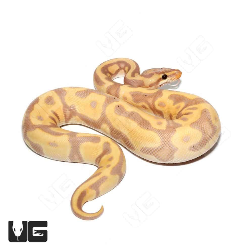 Baby Banana Leopard Pastel Yellowbelly Ball Python For Sale ...