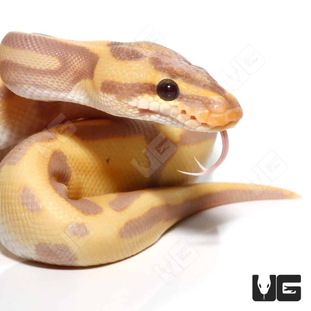 Baby Banana Leopard Pastel Yellowbelly Ball Python For Sale ...