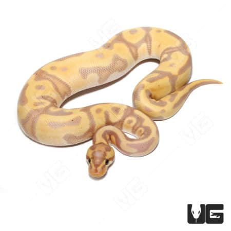 Baby Male Banana Orange Dream Enchi Het Pied Ball Python (Python regius) For Sale - Underground Reptiles