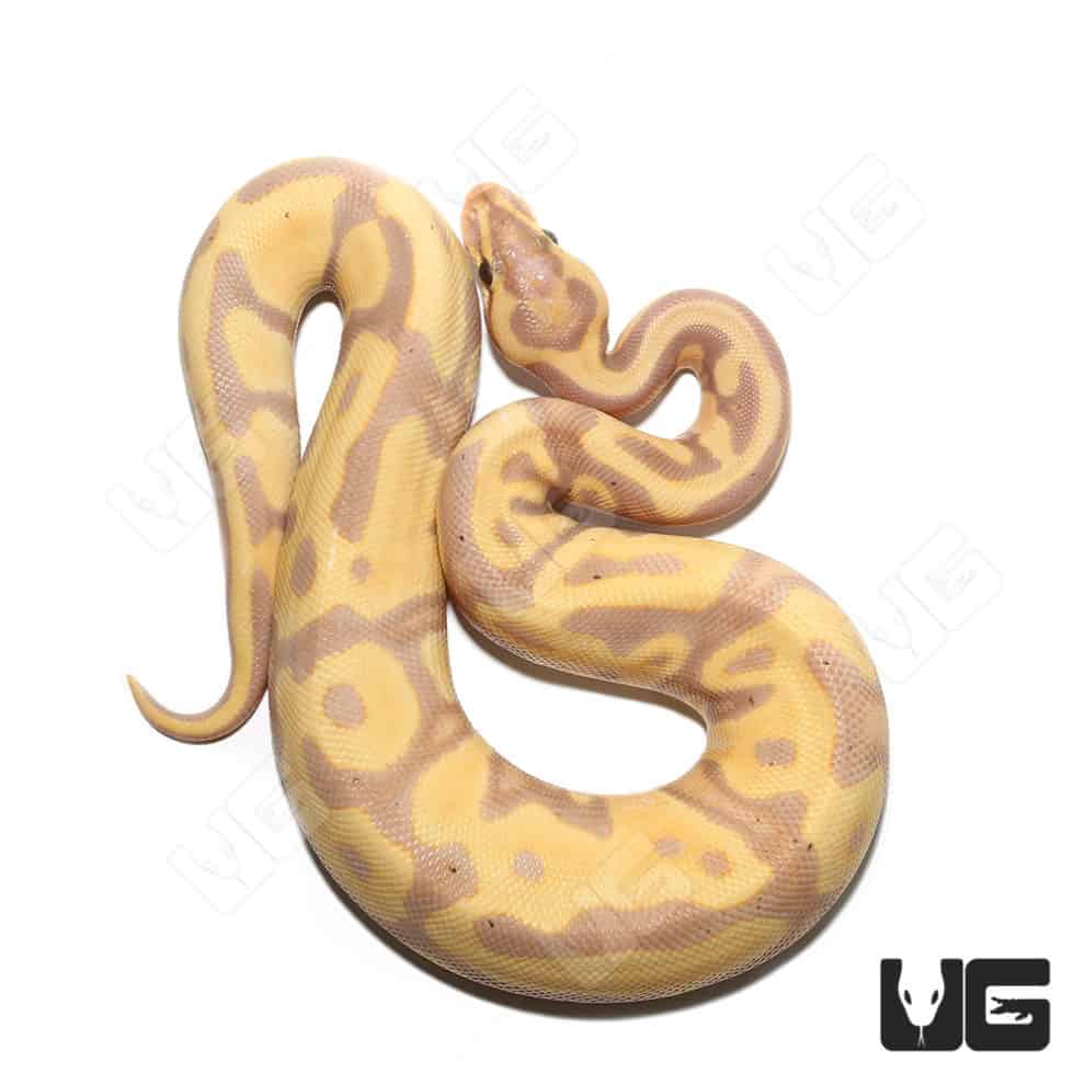 Baby Banana Leopard Pastel Yellowbelly Ball Python For Sale ...