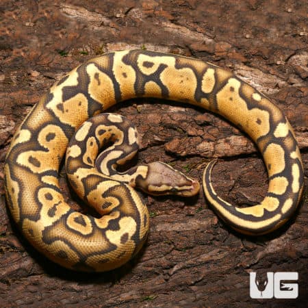 Male Pastel Vanilla Orange Ghost Ball Python (Python regius) For Sale - Underground Reptiles