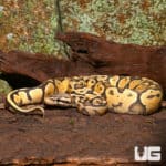 Male Pastel Vanilla Orange Ghost Ball Python (Python regius) For Sale - Underground Reptiles