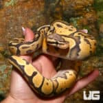Male Pastel Vanilla Orange Ghost Ball Python (Python regius) For Sale - Underground Reptiles