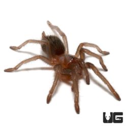 Mexican Rose Grey Tarantula (Brachypelma verdezi) For Sale - Underground Reptiles
