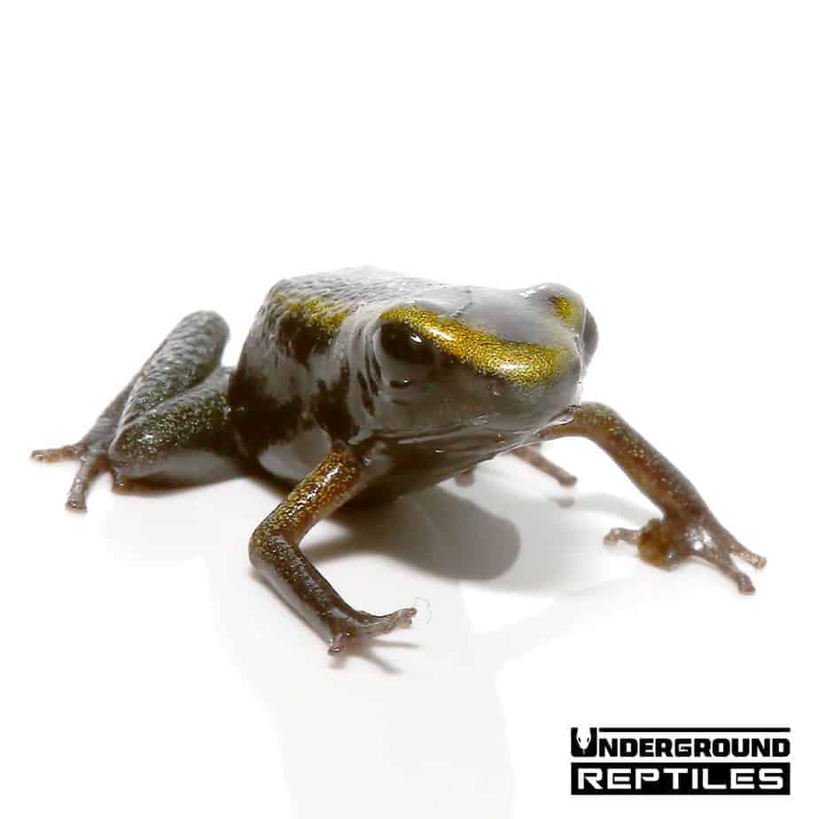 Mint Terribilis Dart Frogs For Sale Underground Reptiles