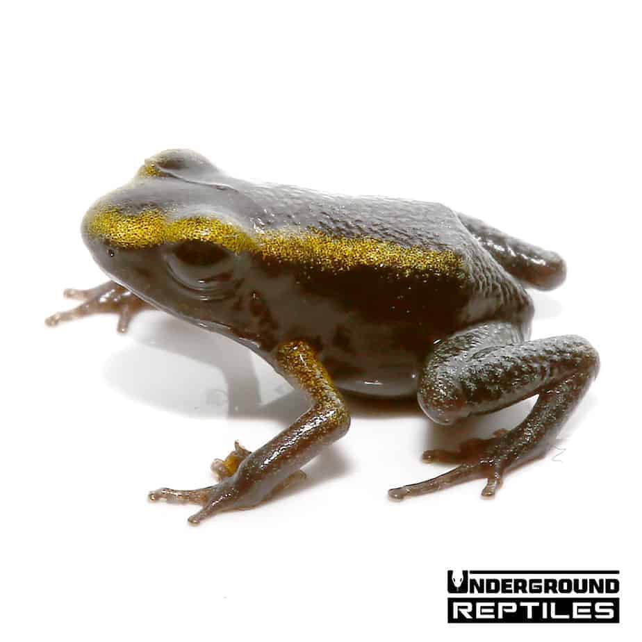 Mint Terribilis Dart Frogs For Sale Underground Reptiles