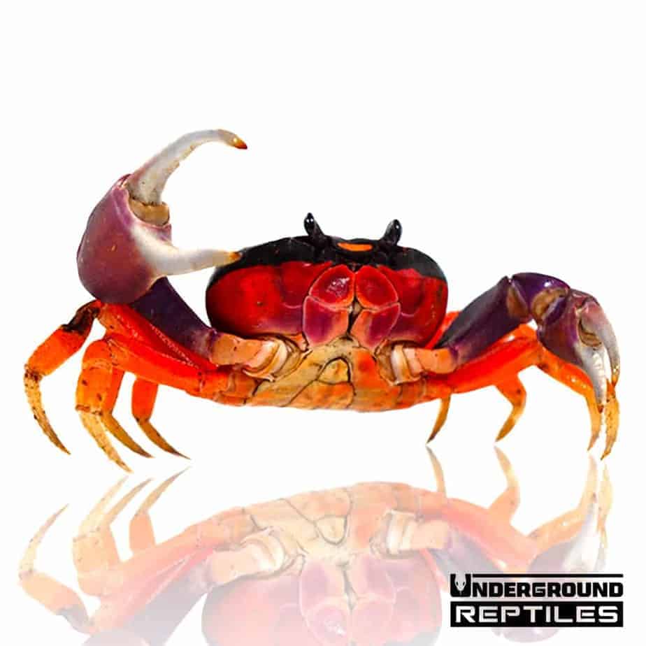 Halloween Crabs For Sale Underground Reptiles