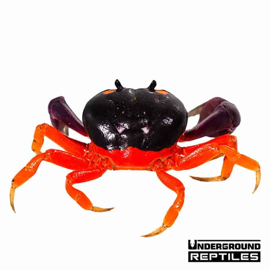 Halloween Crabs For Sale Underground Reptiles