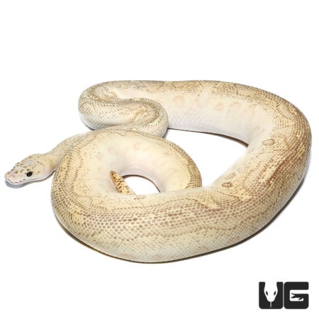 Pastel Lesser Clown Ball Pythons For Sale - Underground Reptiles