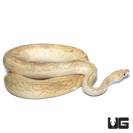 Pastel Lesser Clown Ball Pythons For Sale - Underground Reptiles