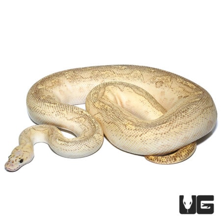 Pastel Lesser Clown Ball Pythons For Sale - Underground Reptiles