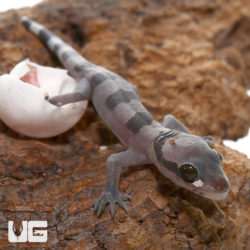 Banded Leaf Toe Geckos For Sale - Underground Reptiles