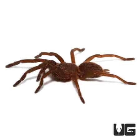 Cambodian Blue Tarantula (Chilobrachys dyscolus cambodia) For Sale- Underground Reptiles