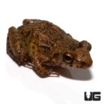 Green House Frog For Sale - Underground Reptiles
