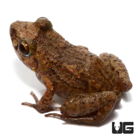 Green House Frog For Sale - Underground Reptiles