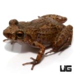 Green House Frog For Sale - Underground Reptiles