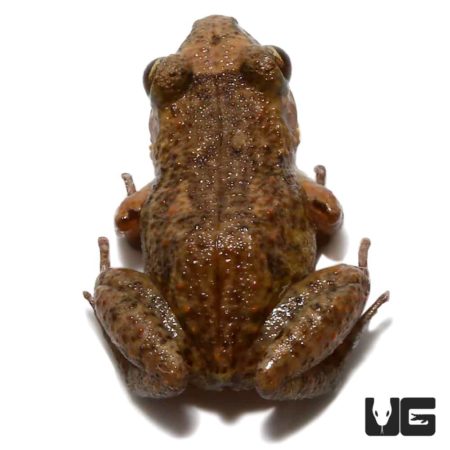 Green House Frog For Sale - Underground Reptiles