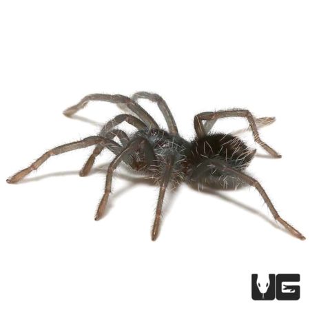 Hispaniolan Giant Tarantula (Phormictopus cancerides) For Sale - Underground Reptiles