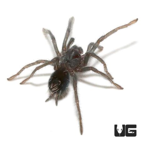 Hispaniolan Giant Tarantula (Phormictopus cancerides) For Sale - Underground Reptiles