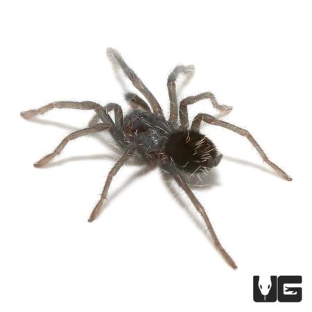 Hispaniolan Giant Tarantula (Phormictopus cancerides) For Sale - Underground Reptiles
