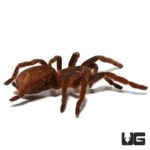 Nigerian Rust Red Tarantula (Hysterocrates laticeps) For Sale - Underground Reptiles