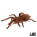 Nigerian Rust Red Tarantula (Hysterocrates laticeps) For Sale - Underground Reptiles