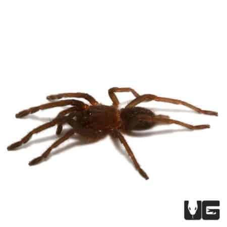 Saraburi Earth Tiger Tarantula (Chilobrachys sp) For Sale - Underground Reptiles
