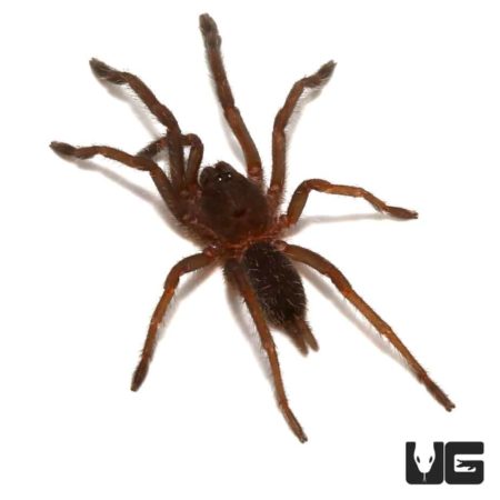 Saraburi Earth Tiger Tarantula (Chilobrachys sp) For Sale - Underground Reptiles