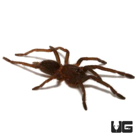Saraburi Earth Tiger Tarantula (Chilobrachys sp) For Sale - Underground Reptiles