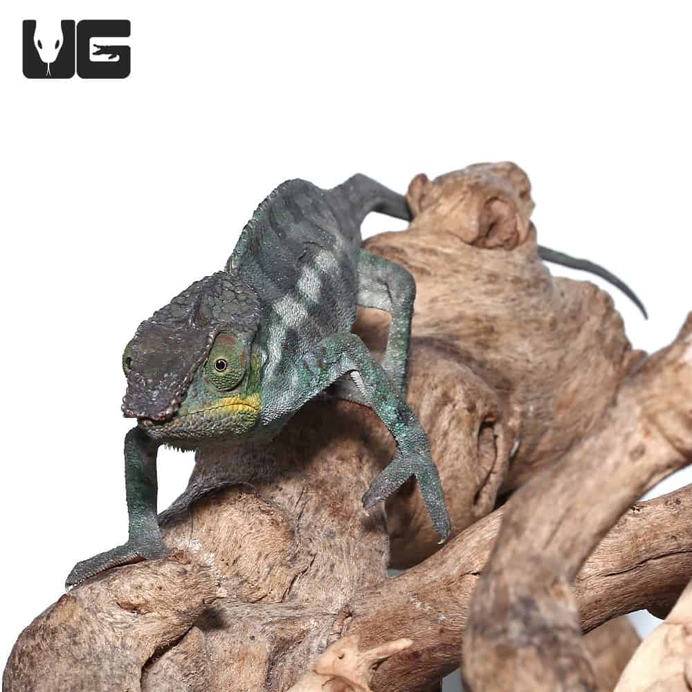 Adult Panther Chameleons (Furcifer pardalis) For Sale - Underground ...