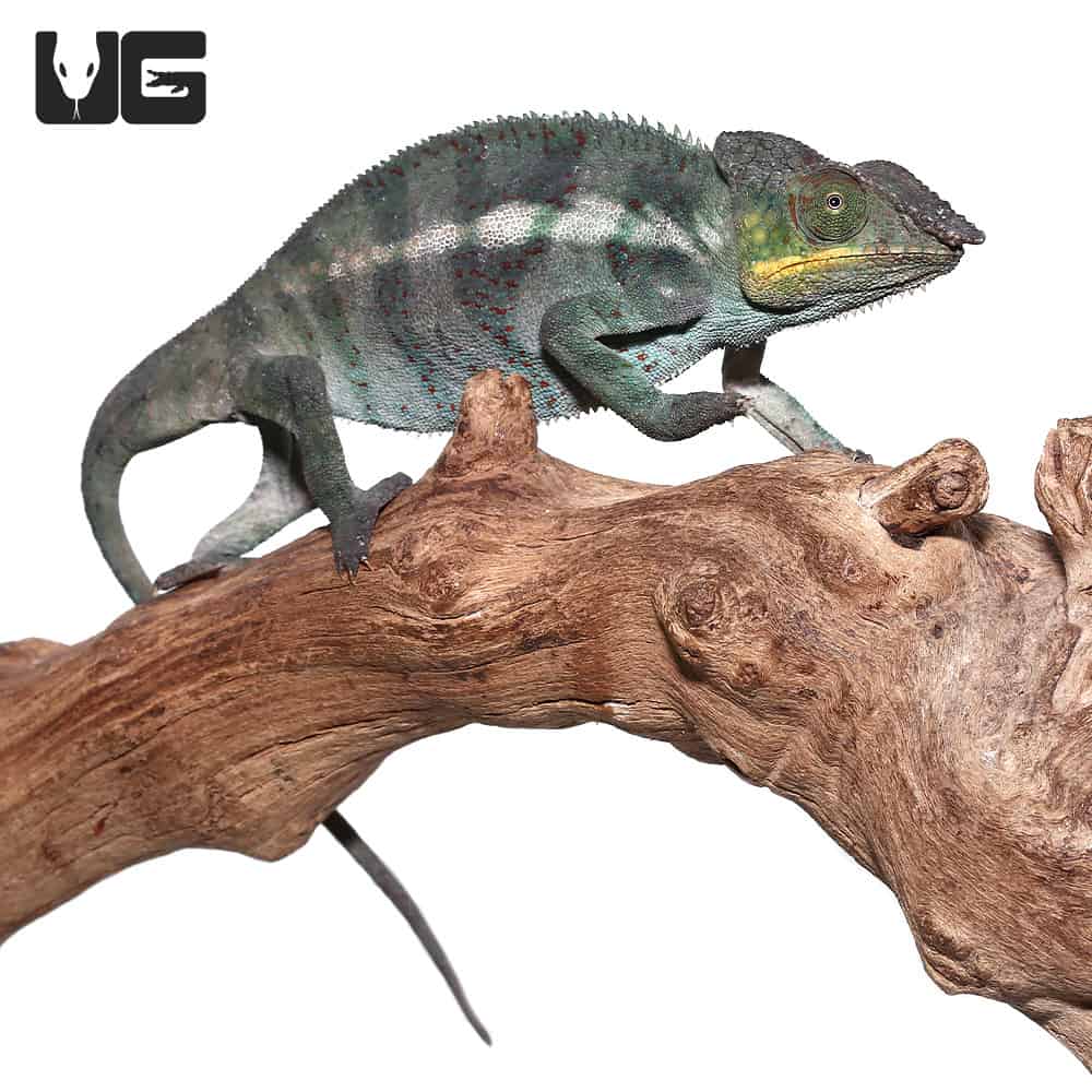 Adult Panther Chameleons (Furcifer pardalis) For Sale Underground