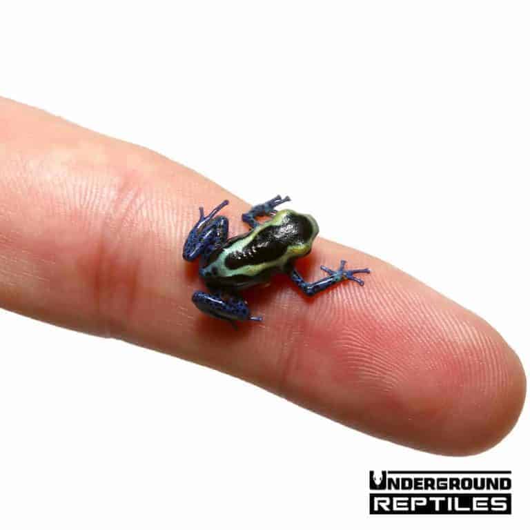 Powder Blue Tinctorius Dart Frogs For Sale - Underground Reptiles
