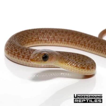 Baby Red Beaked Snake - Underground Reptiles