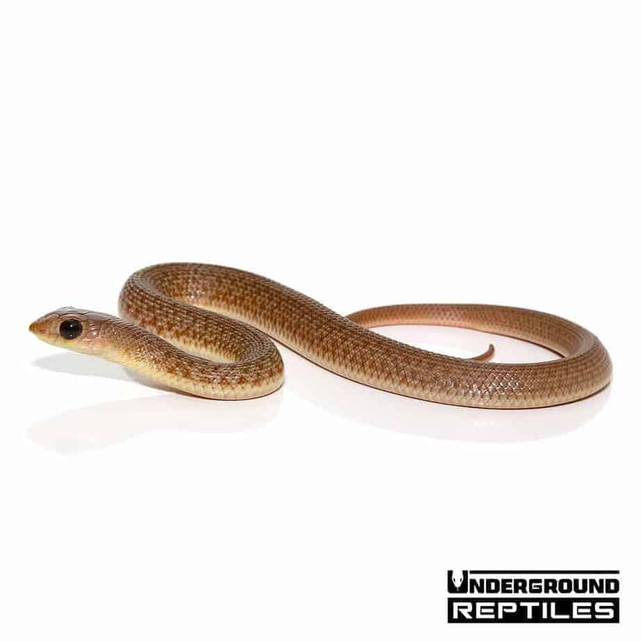 Baby Red Beaked Snake - Underground Reptiles