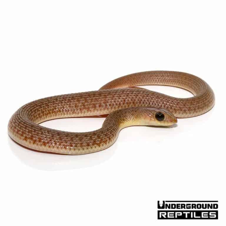 Baby Red Beaked Snake - Underground Reptiles