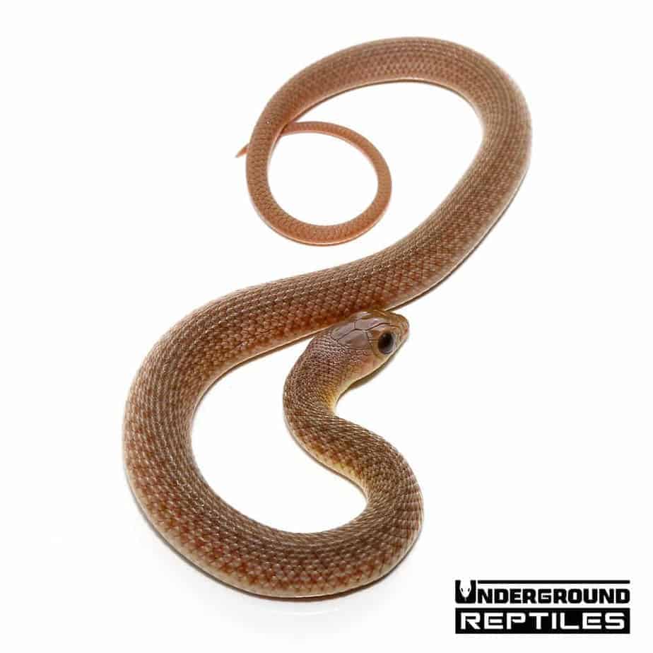 Baby Red Beaked Snake - Underground Reptiles