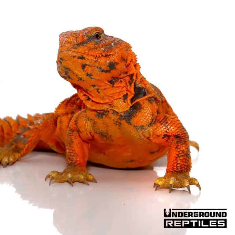 Uromastyx For Sale Underground Reptiles