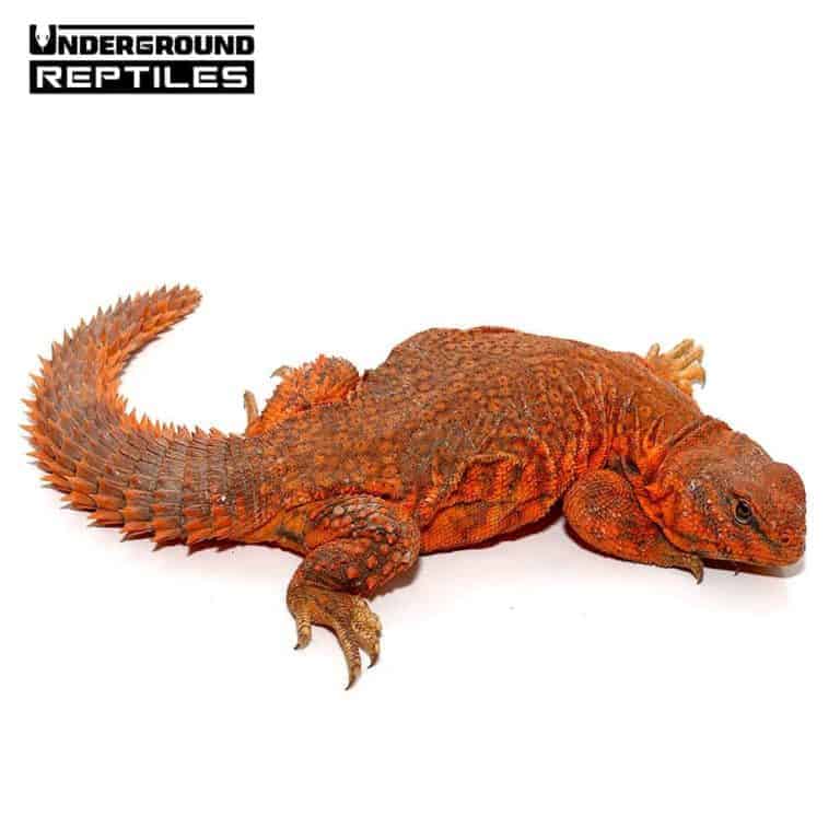 Uromastyx For Sale Underground Reptiles