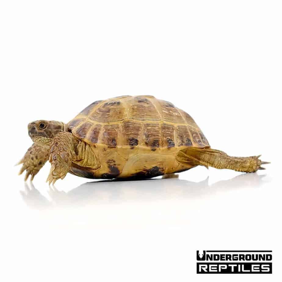 Russian Tortoises For Sale - Underground Reptiles