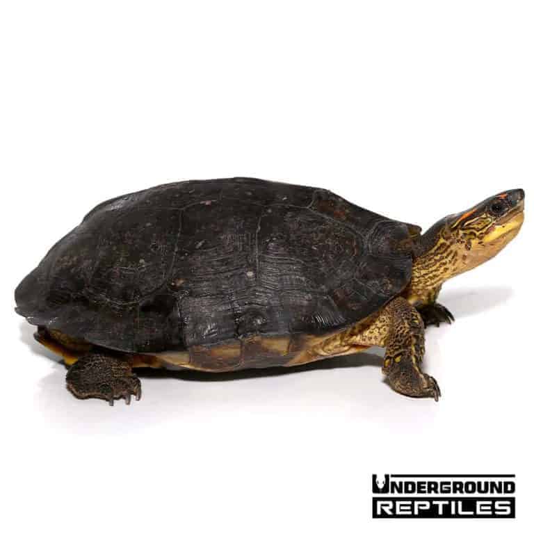 Spot Legged Wood Turtle For Sale - Underground Reptiles