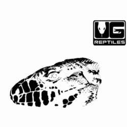 Tegu Head T-Shirt For Sale - Underground Reptiles