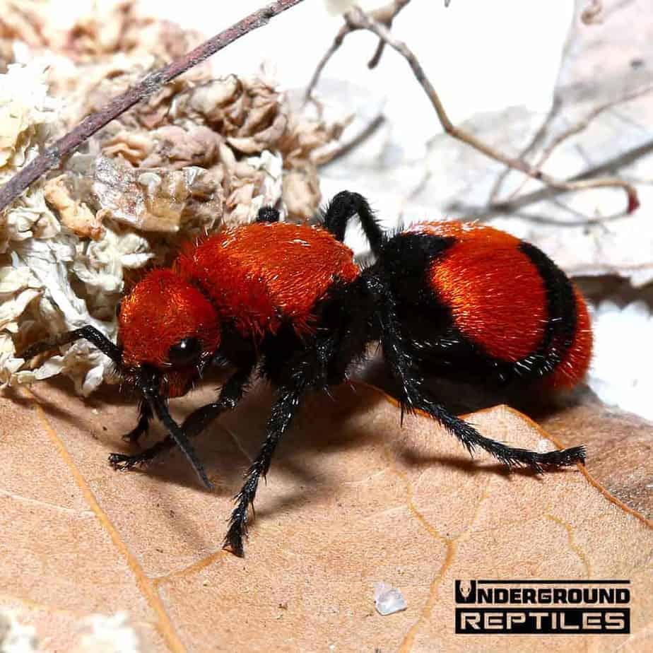 Velvet Ant Underground Reptiles