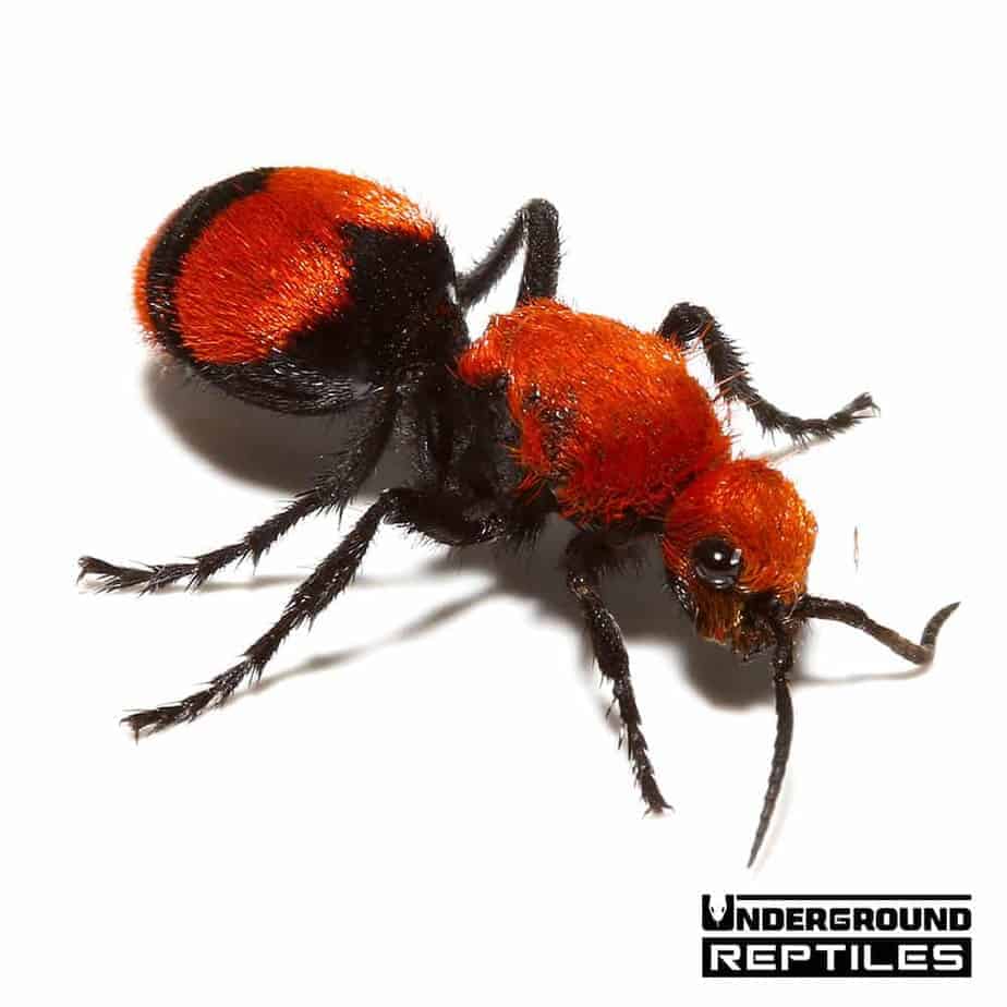 Velvet Ant Underground Reptiles