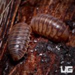 Venezillo Parvus Isopods For Sale - Underground Reptiles