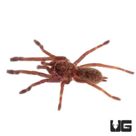 Zimbabwe Grey Baboon Tarantula (Ceratogyrus meridionalis) For Sale- Underground Reptiles