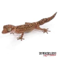 Vazimba Gecko For Sale - Underground Reptiles