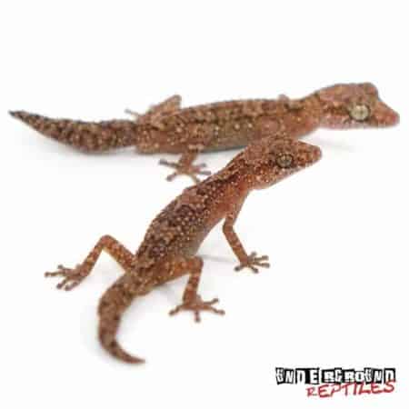 Vazimba Gecko For Sale - Underground Reptiles