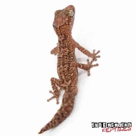 Vazimba Gecko For Sale - Underground Reptiles
