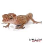 Vazimba Gecko For Sale - Underground Reptiles