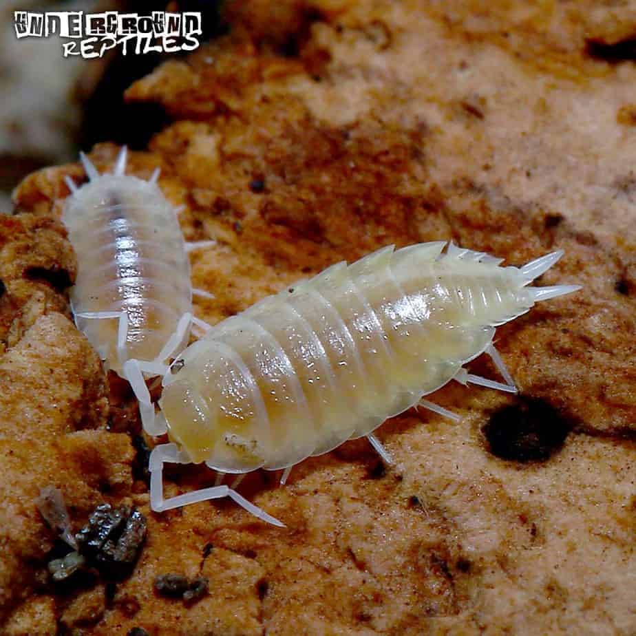 Porcellionides Pruinosus "Powder White" Isopods Underground Reptiles
